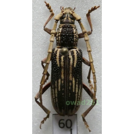 Xoanodera striata Gressitt & Rondon, 1970 Thailand 29mm60